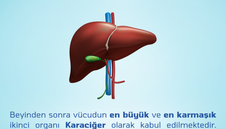 19-nisan-karaciger