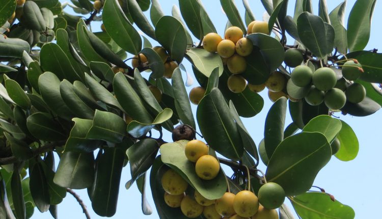 lucuma-tree-fruit