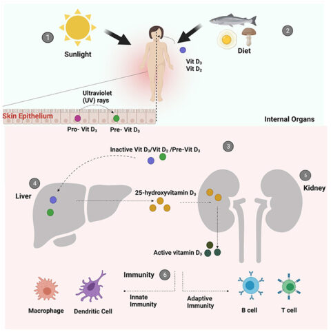 vitamin-d-olusumu vitamin-d-olusumu